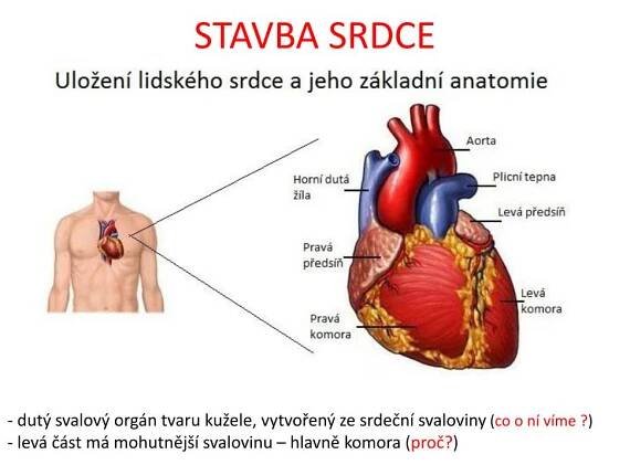 PPT - SRDCE A KREVNÍ OBĚH PowerPoint Presentation, free download - ID:3168557