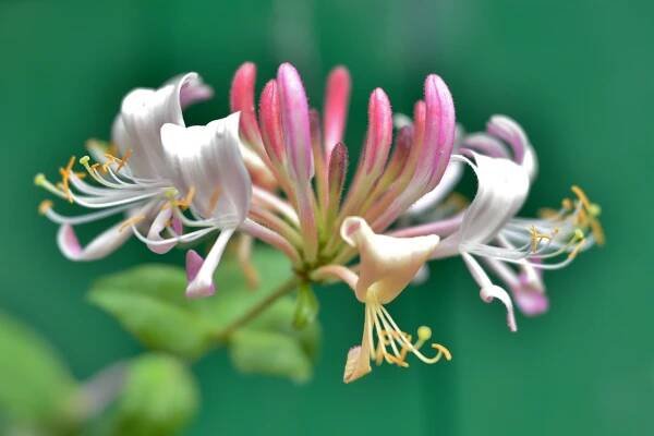 Honeysuckle Note Perfume Symbolism