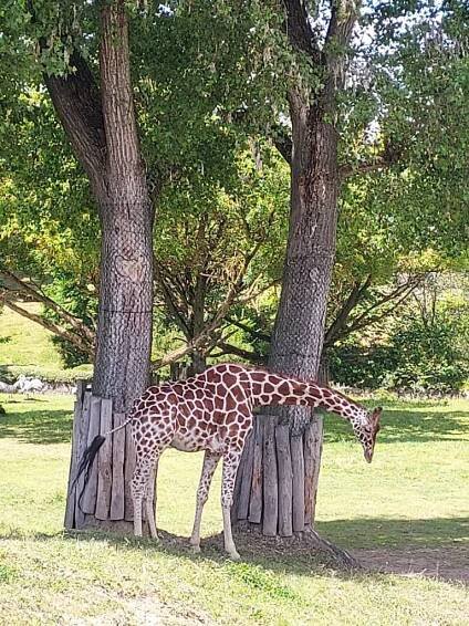 ZOO Dvůr Králové - Oficiální stránky ZŠ Tanvald sportovní