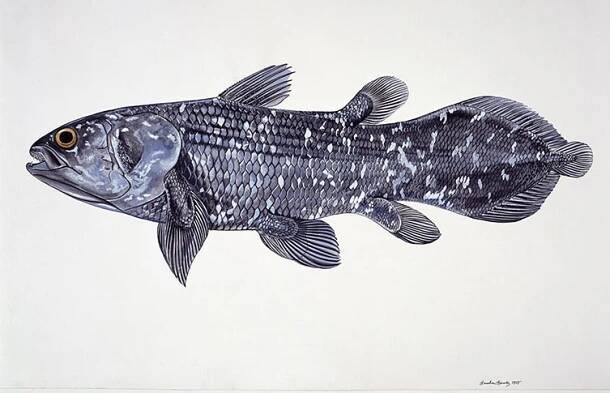 A colour painting of a West Indian Ocean coelacanth