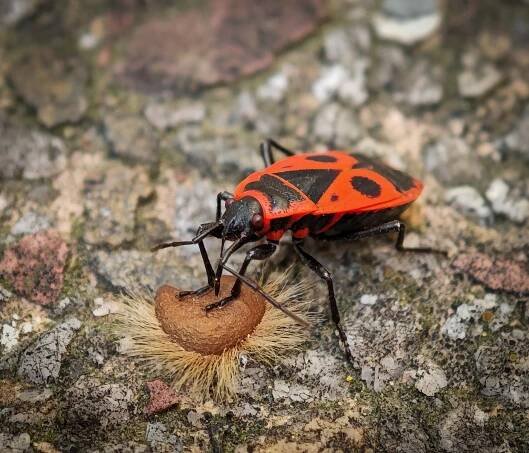 Soubor:Pyrrhocoris apterus. Dinner.jpg – Wikipedie