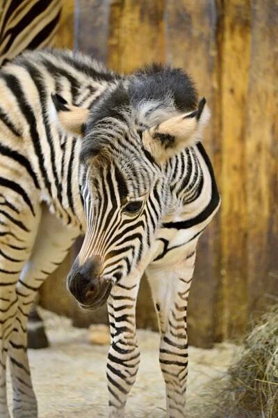 Koňovití - Novinky - Zebra, co se narodila se stříbrnou lžičkou v hubě