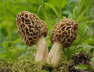 plíseň obecná morl (morchella esculenta) - smrž jedlé houby - stock snímky, obrázky a fotky