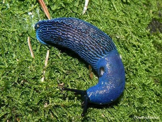 Bielzia coerulans - modranka karpatská | Limacidae - slimákovití | Natura Bohemica