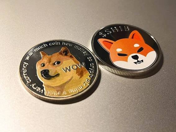 Mince Shiba Inu