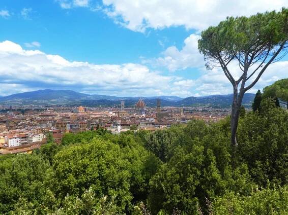 tall tree sticking out above a grove in front of florence
