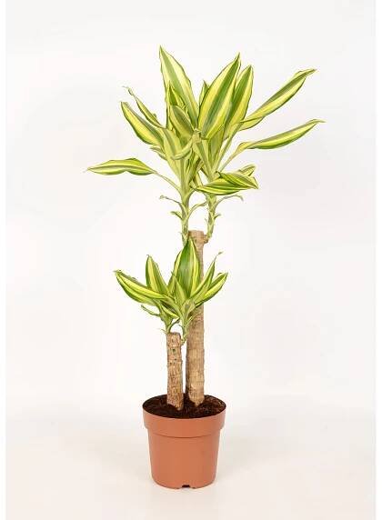 Dračinec výška cca 65-75 cm průměr květináče cca 17 cm Dracaena fragrans