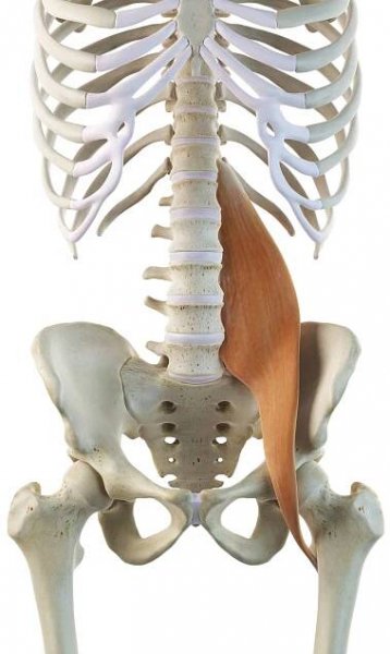 The Psoas Major Muscle