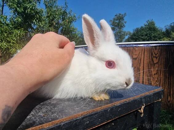 Zakrslý králík 2x samice