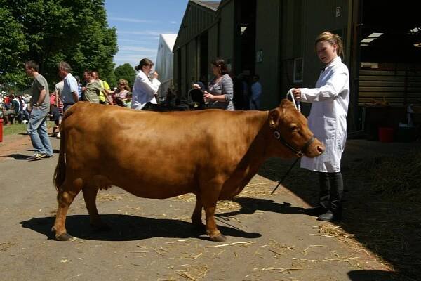 Soubor:Dexter cow, Three Counties Show.jpg – Wikipedie