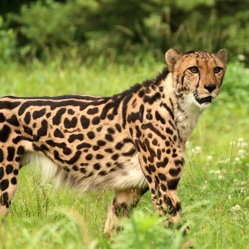 acinonyx jubatus on Tumblr