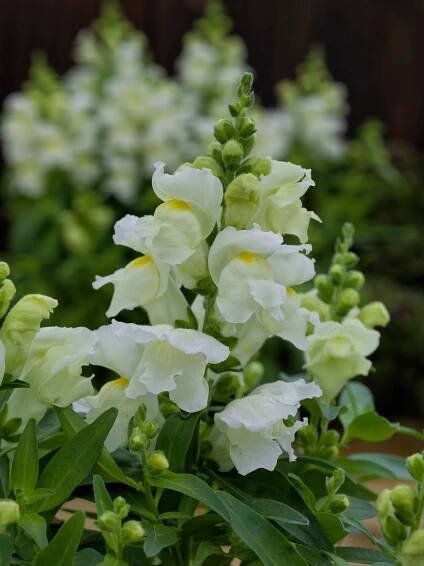 Snapdragon Pictures - National Garden Bureau | #yearofthesnapdragon