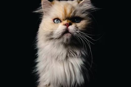 Perská exotická kočka > Kočka pod lupou