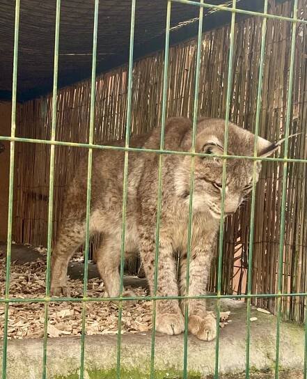 #268: Zoo Dvorec (Borovany) | Mazané výlety
