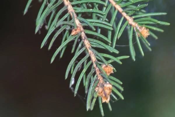 Smrk ztepilý | Flóra | Arboretum Vrahovice