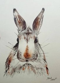 Divoký králík - akvarel