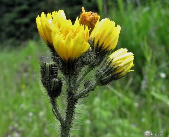 Chlupáček klubkatý (Pilosella glomerata)
