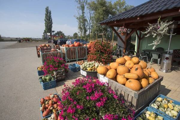 Fotogalerie - České brambory - Farma Polák