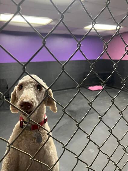 Dog Boarding | Bossier & Shreveport, LA | Luxury Grooming Rooming and Daycare 