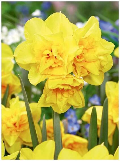 Narcissus GOLDEN DELICIOUS