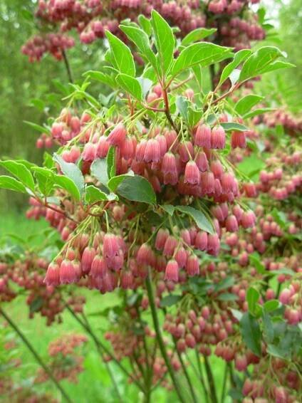 Enkianthus campanulatus