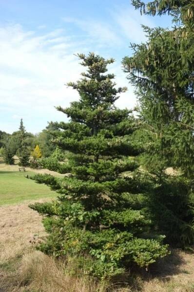 Abies × arnoldiana