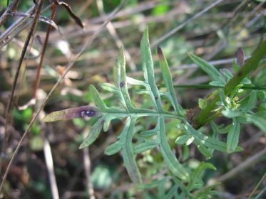 Soubor:Scabiosa ochroleuca leaf.jpg – Wikipedie
