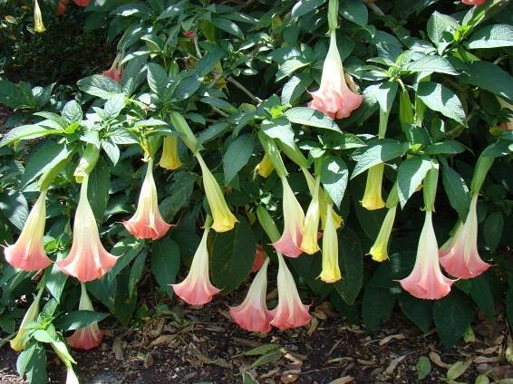 SAFLAX Angel's Trumpet Pink - 10 semen - Brugmansia suaveolens Pink