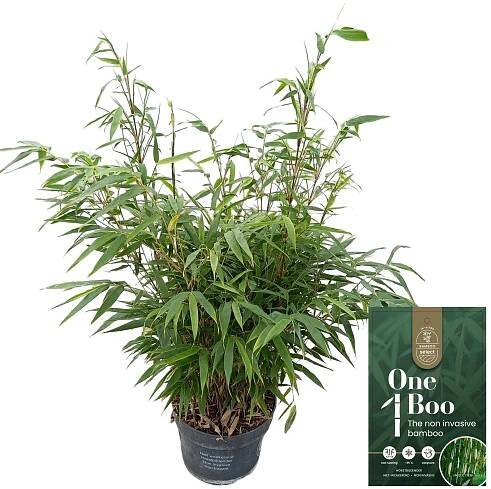 Show details for Fargesia robusta 'Pingwu' C5