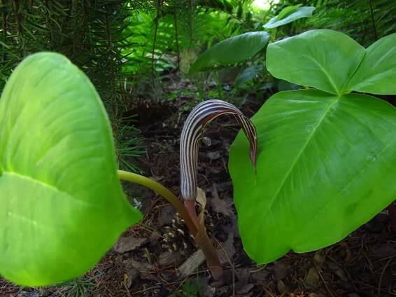 Arisaema fargesii