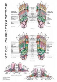 Anatomický plakát - Reflexologie nohy 47 x 63 cm