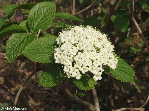 Viburnum lantana – kalina tušalaj