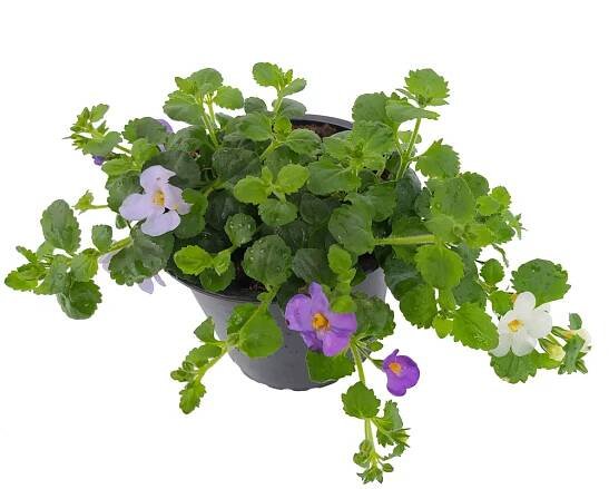 Jarní sortiment | CZ-FLORA odbytové družstvo