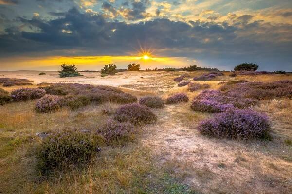 hoge veluwe písečné duny s heath - apeldoorn - stock snímky, obrázky a fotky