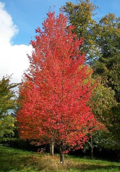 Red maple