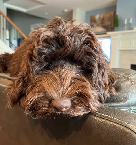 Gigi — Bark & Bramble