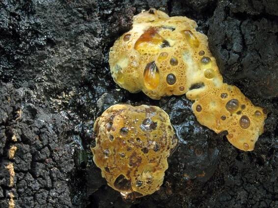Hymenochaetaceae - kožovkovité - myko.cz