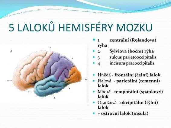 PPT - Struktura přednášky PowerPoint Presentation, free download - ID:6317227