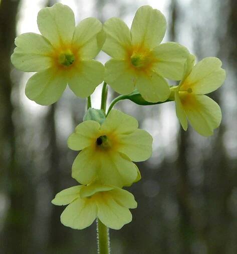 Prvosenka vyšší (Primula elatior)