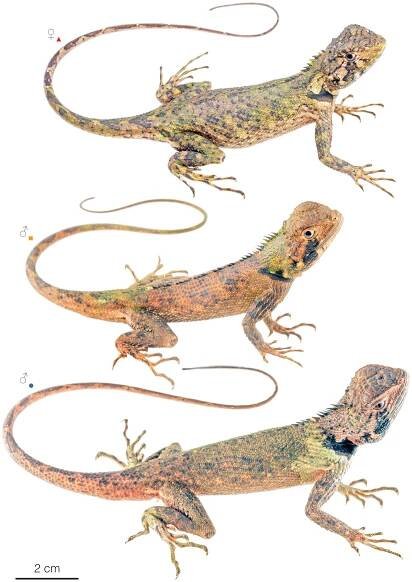 Figure showing variation among individuals of Plica umbra