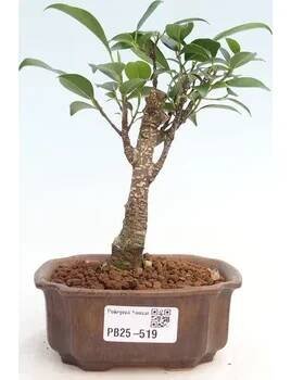 Pokojová bonsai Ficus retusa kimmen 154570