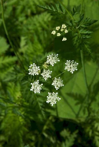 Bolehlav plamatý (Conium maculatum) – Volodymyr Nikitenko/Shutterstock