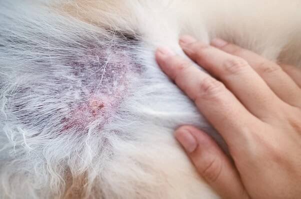 Eine kahle Stelle im Fell eines Hundes