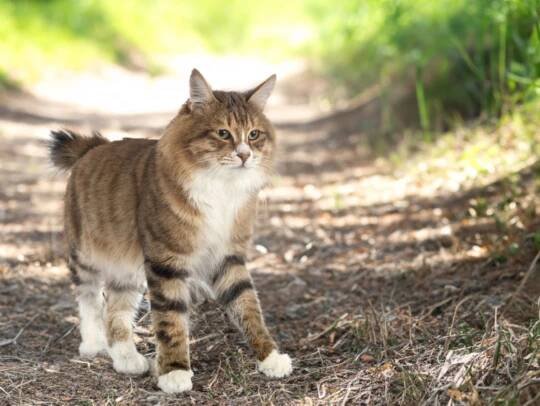 Kurilian Bobtail in nature.