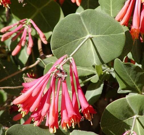 BCP/Lonicera sempervirens - Wikiversity