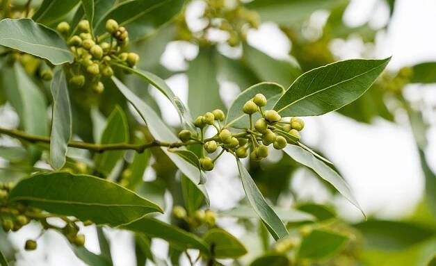 Bobkový list - Vavřín vznešený (Laurus Nobilis)
