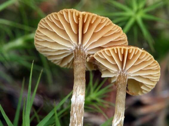 Galerina - čepičatka - myko.cz