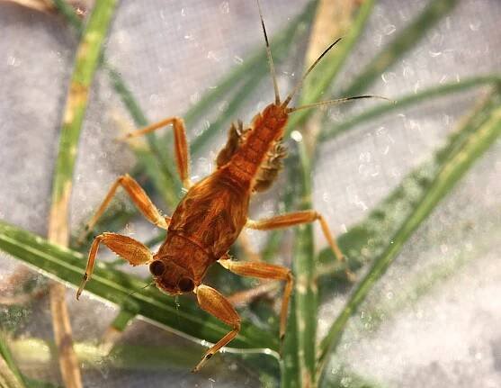 Soubor:Spiny crawler mayfly, Drunella coloradensis (9641453786).jpg