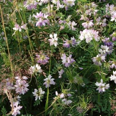 bobovité- FABACEAE – PlantaNaturalis.com