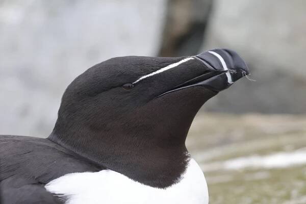 Razorbill (image by Hannu Jännes)